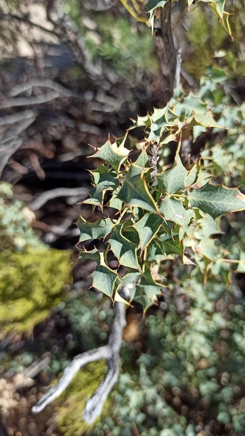 Berberis higginsiae photo 5