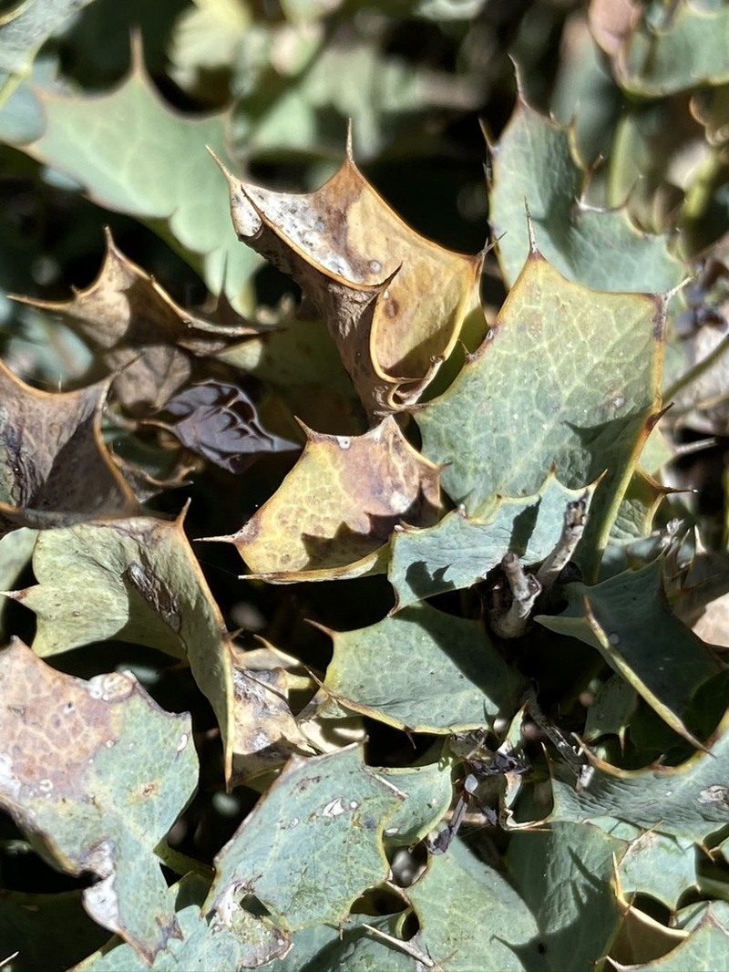 Berberis higginsiae photo 6