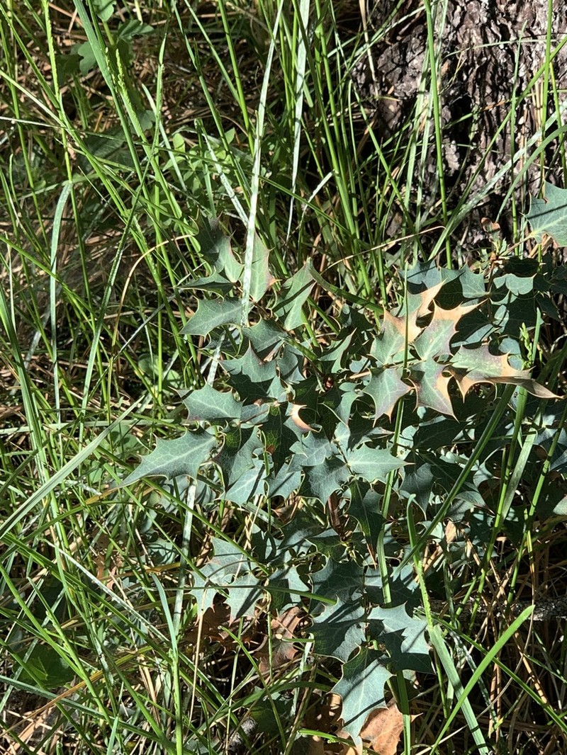 Berberis higginsiae photo 7