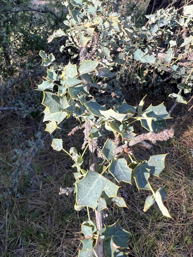 Berberis higginsiae photo 8
