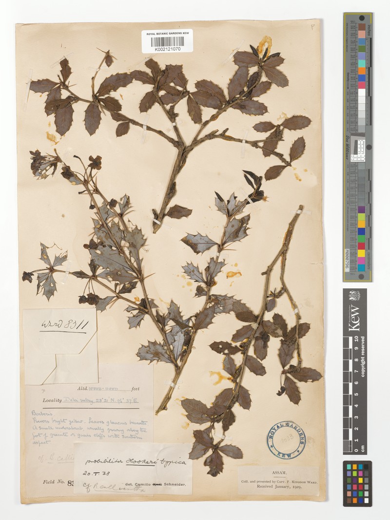 Berberis hookeri subsp. hookeri