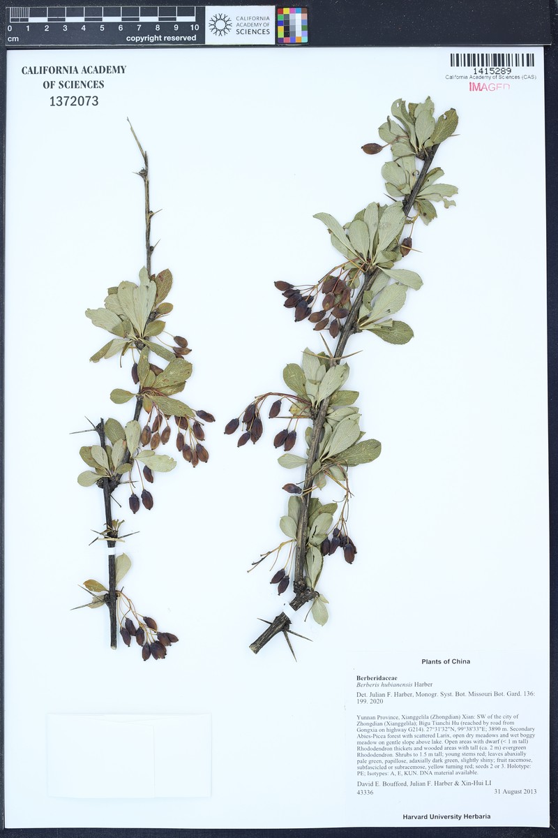Berberis hubianensis