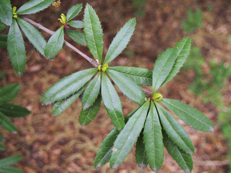 Wintergreen Barberry photo 2