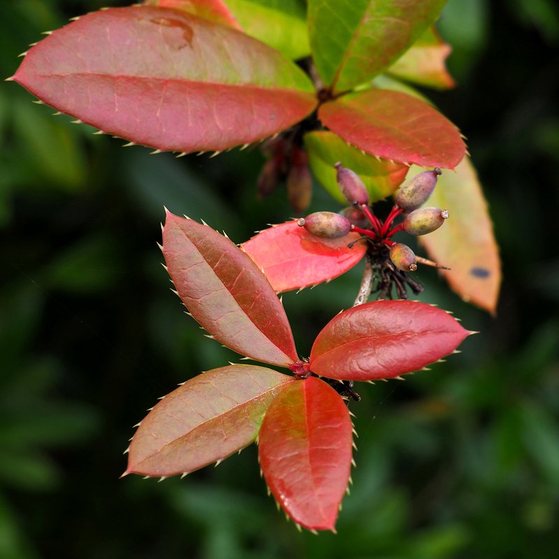 Wintergreen Barberry photo 3