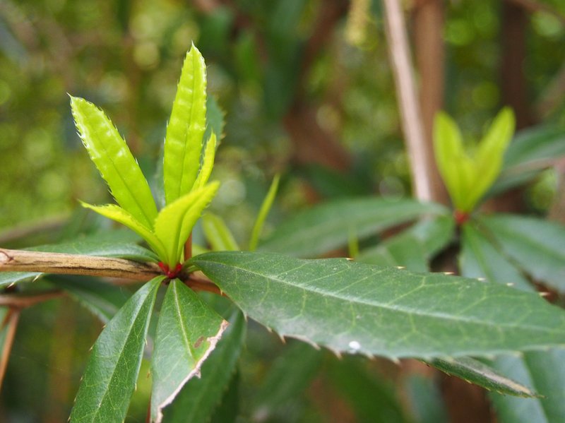 Wintergreen Barberry photo 4