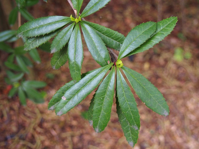 Wintergreen Barberry photo 5