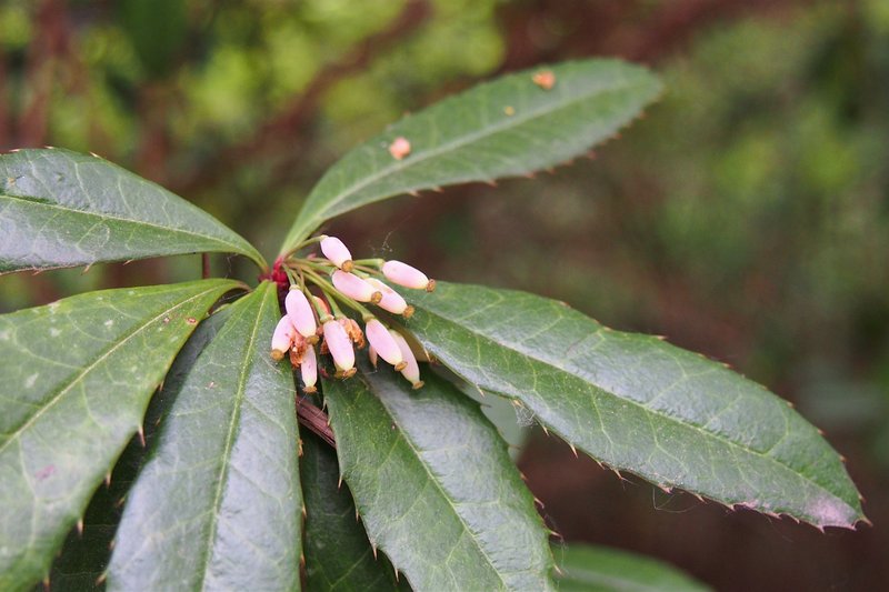 Wintergreen Barberry photo 6