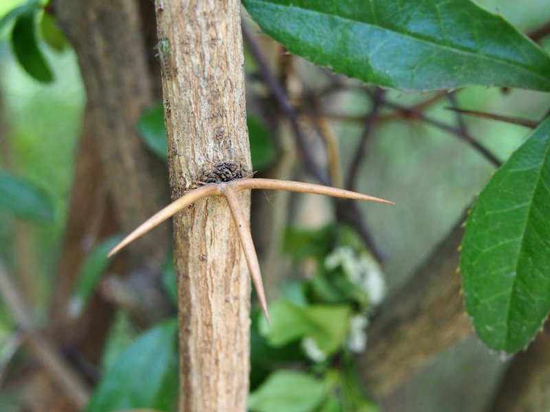 Wintergreen Barberry photo 7