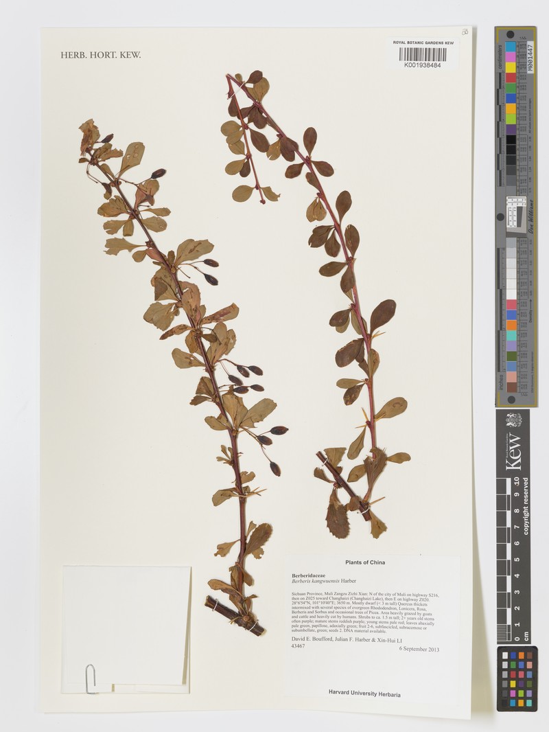 Berberis kangwuensis
