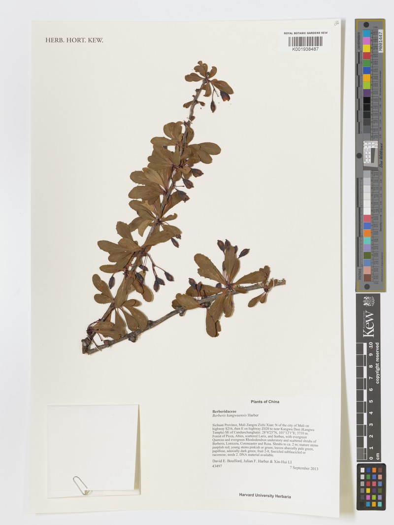 Berberis kangwuensis photo 2