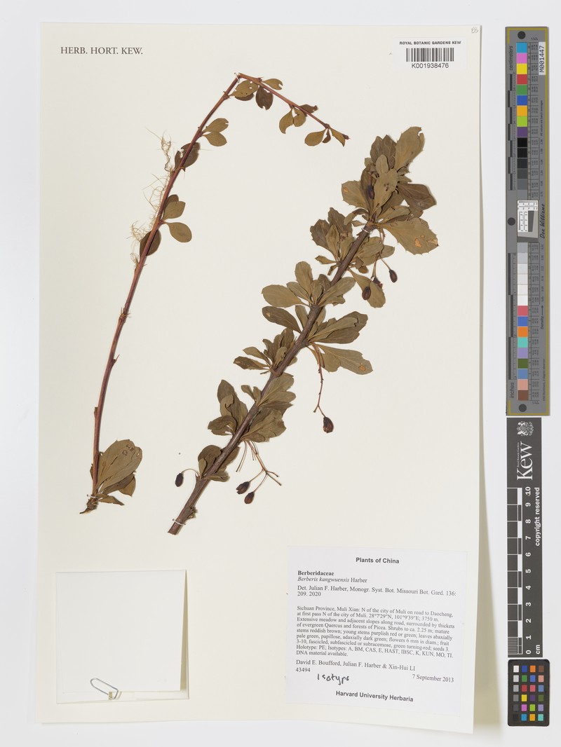 Berberis kangwuensis photo 3