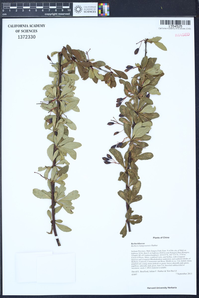Berberis kangwuensis photo 4
