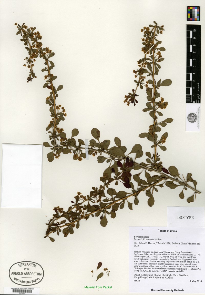 Berberis lixianensis