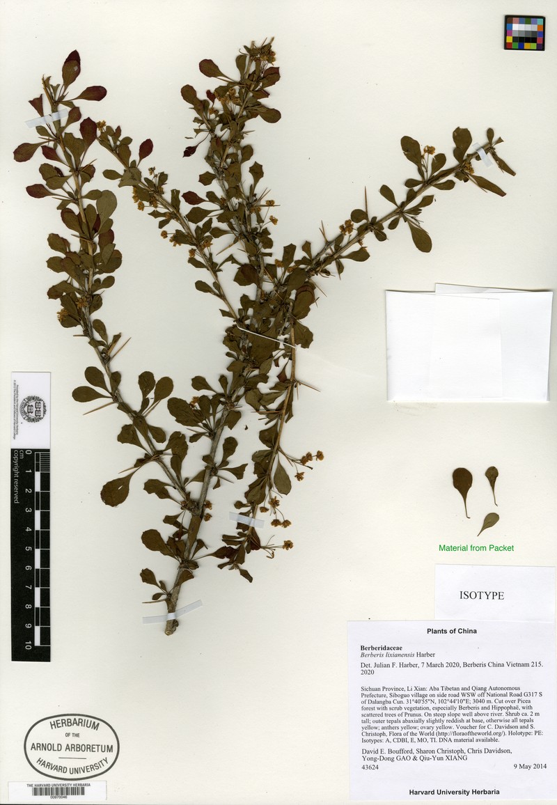 Berberis lixianensis photo 2