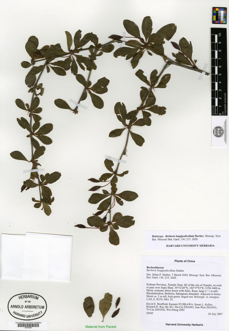 Berberis longipedicellata