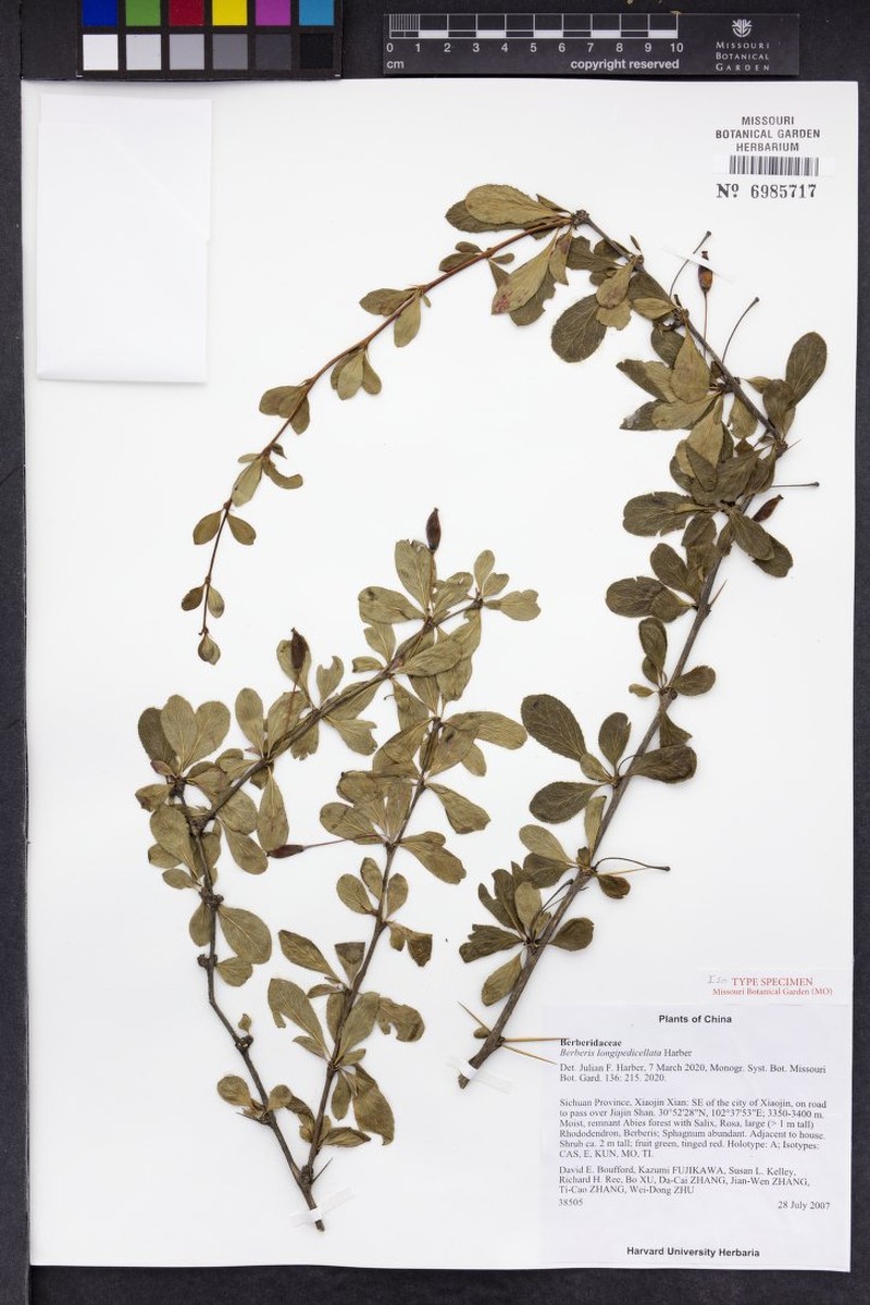 Berberis longipedicellata photo 2