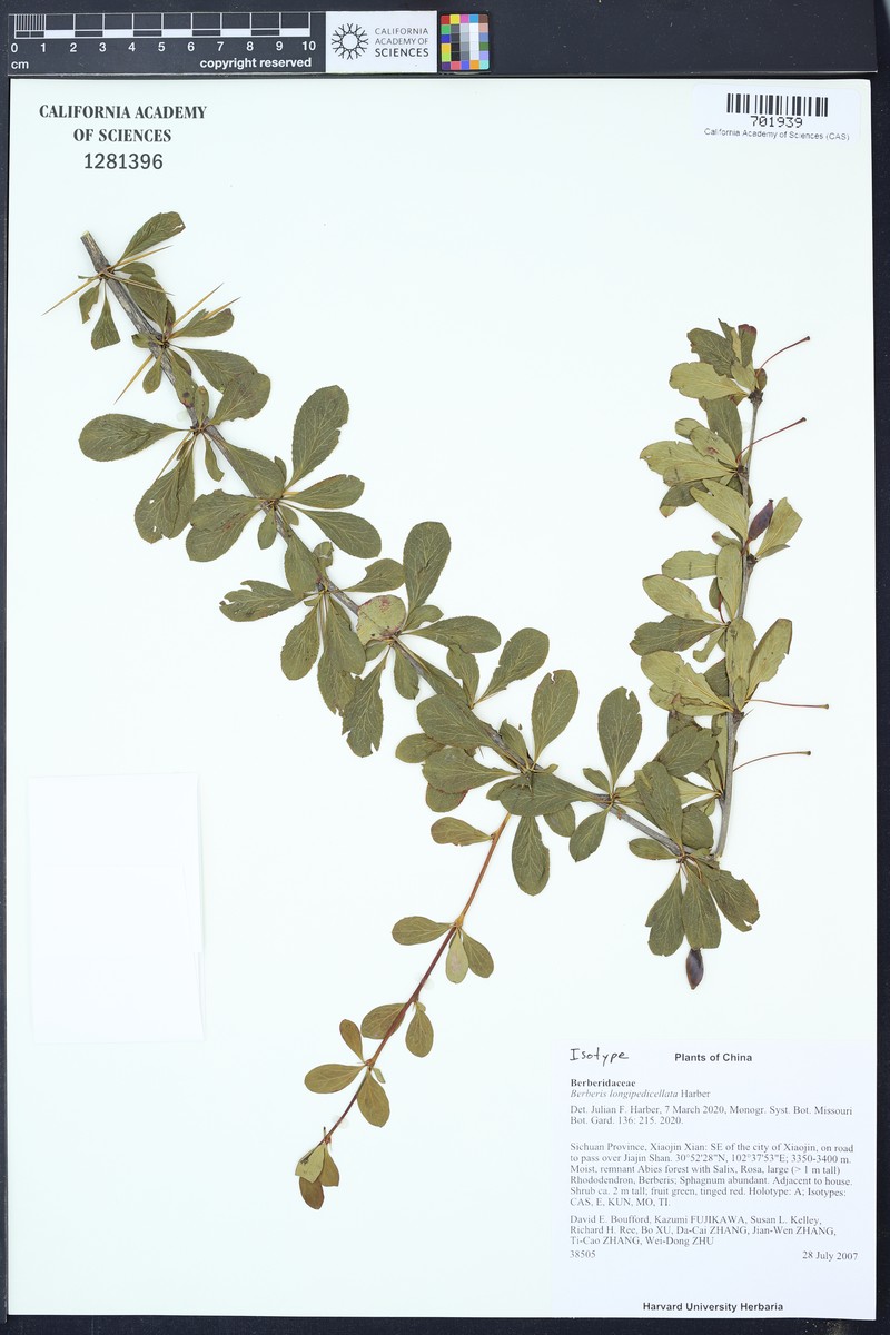 Berberis longipedicellata photo 3