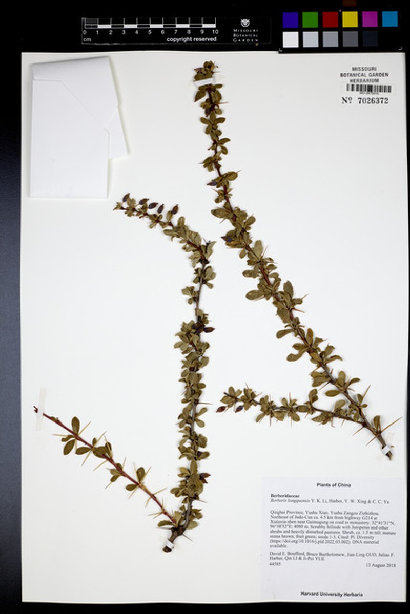 Berberis longquensis