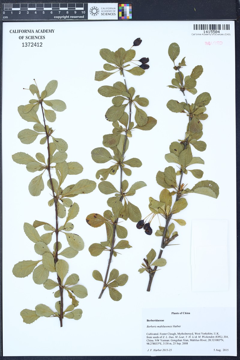 Berberis mabiluoensis