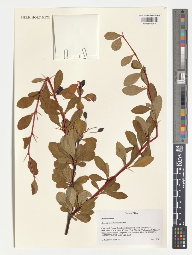 Berberis mabiluoensis photo 2