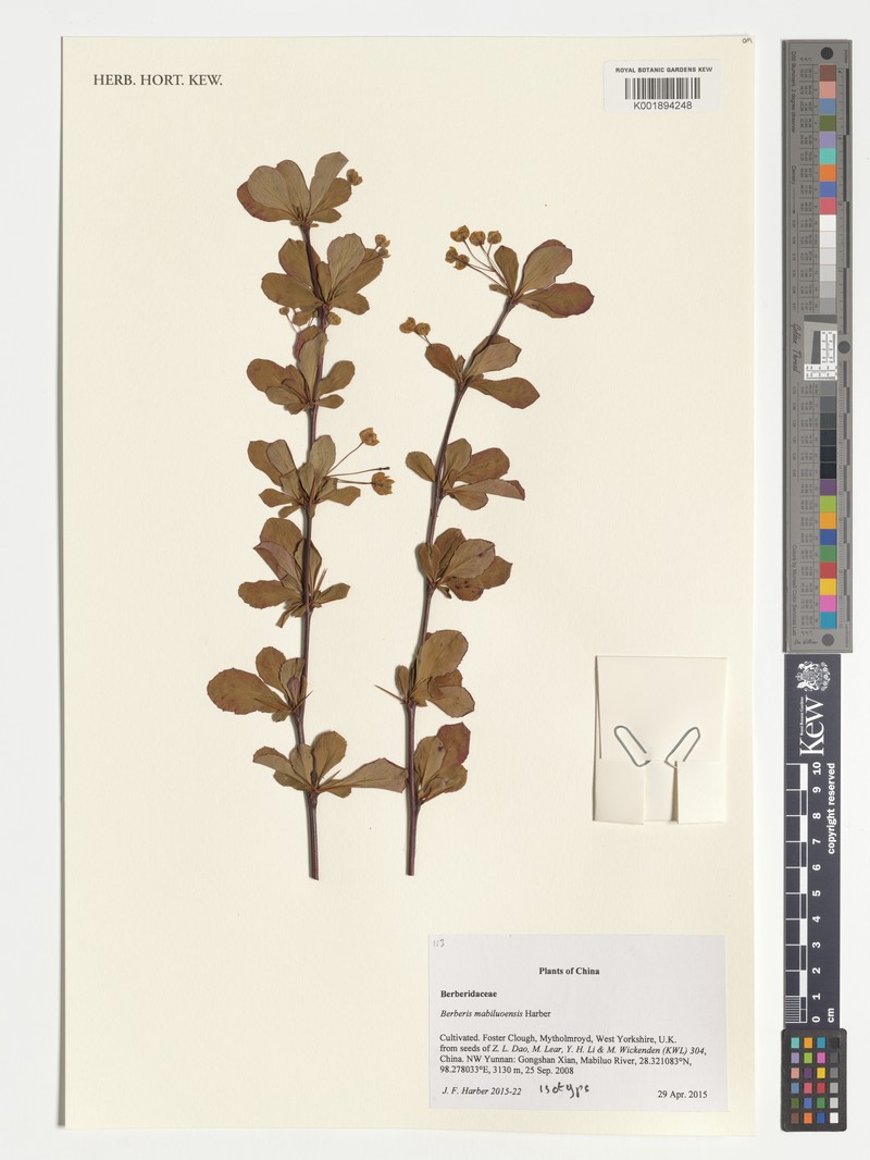 Berberis mabiluoensis photo 3