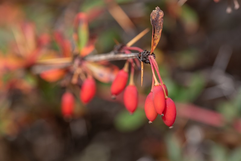 Berberis monticola photo 3