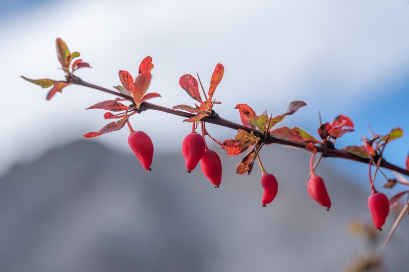 Berberis monticola photo 4