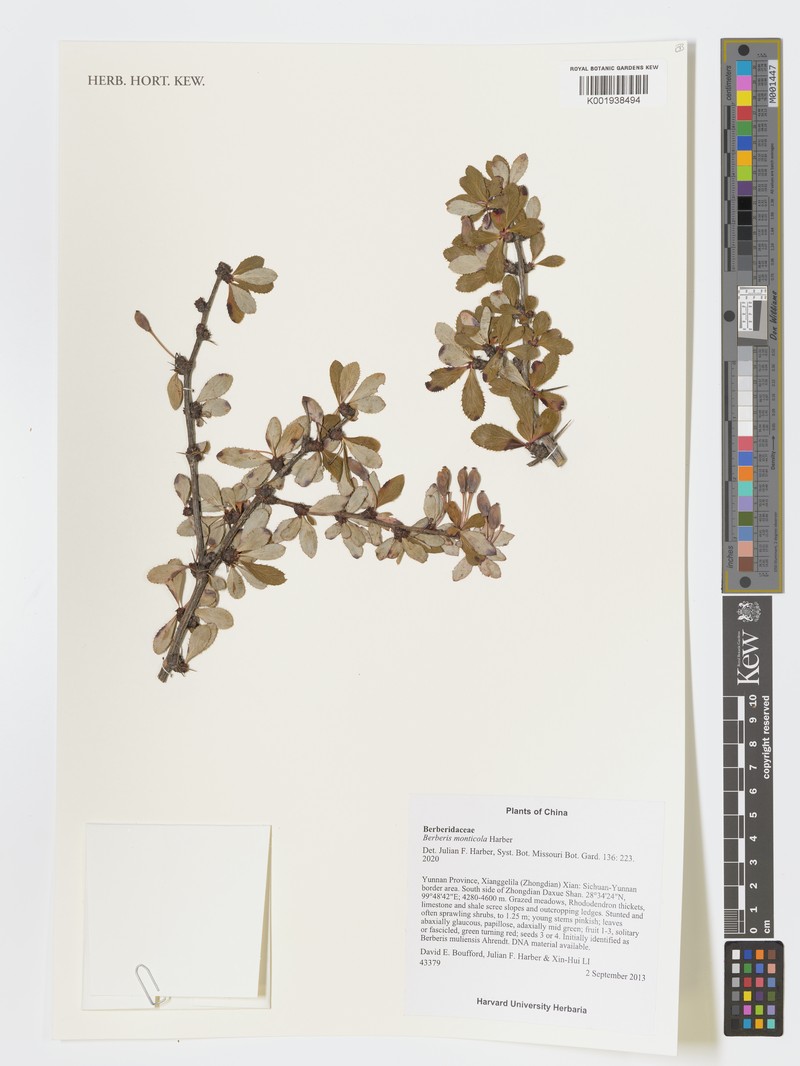 Berberis monticola photo 5