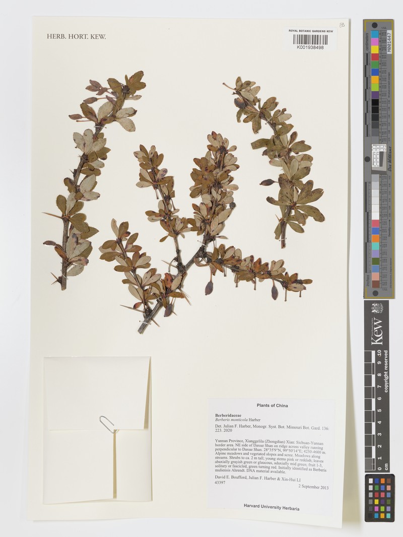 Berberis monticola photo 6