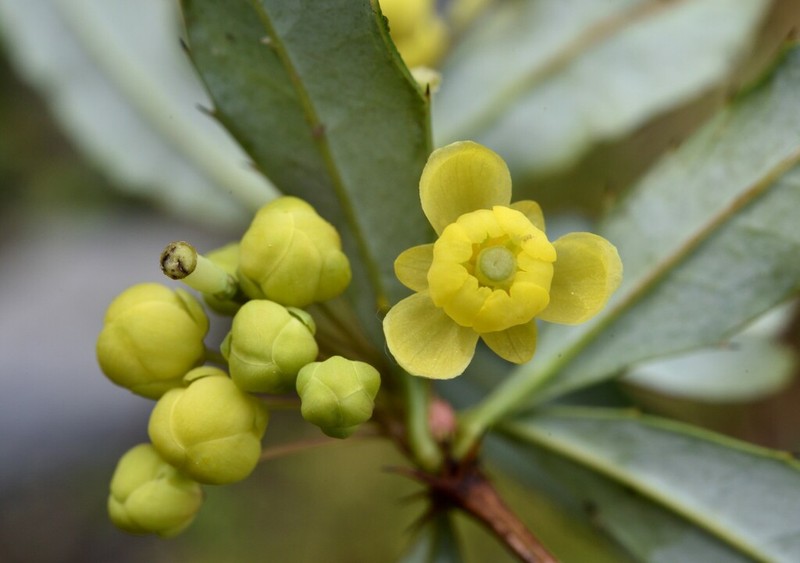 Berberis morii