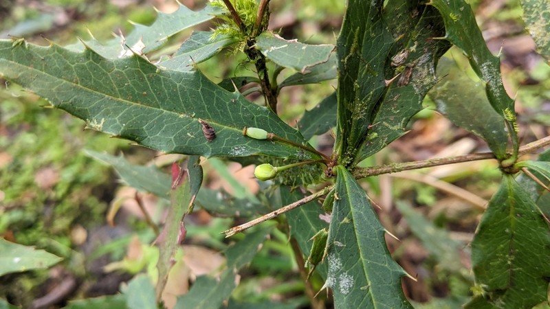 Berberis morii photo 2