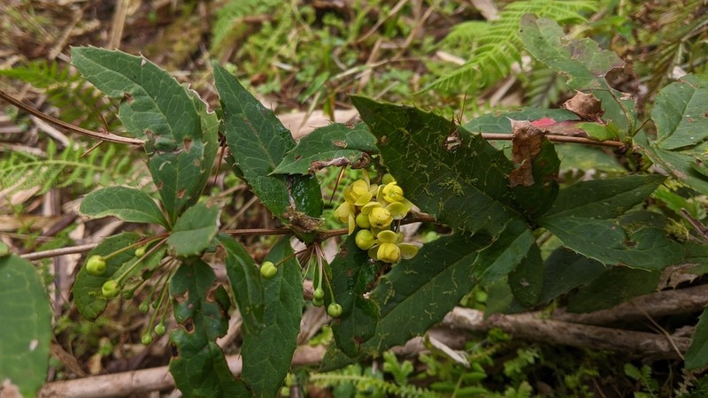 Berberis morii photo 3
