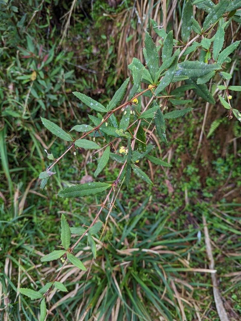 Berberis morii photo 4