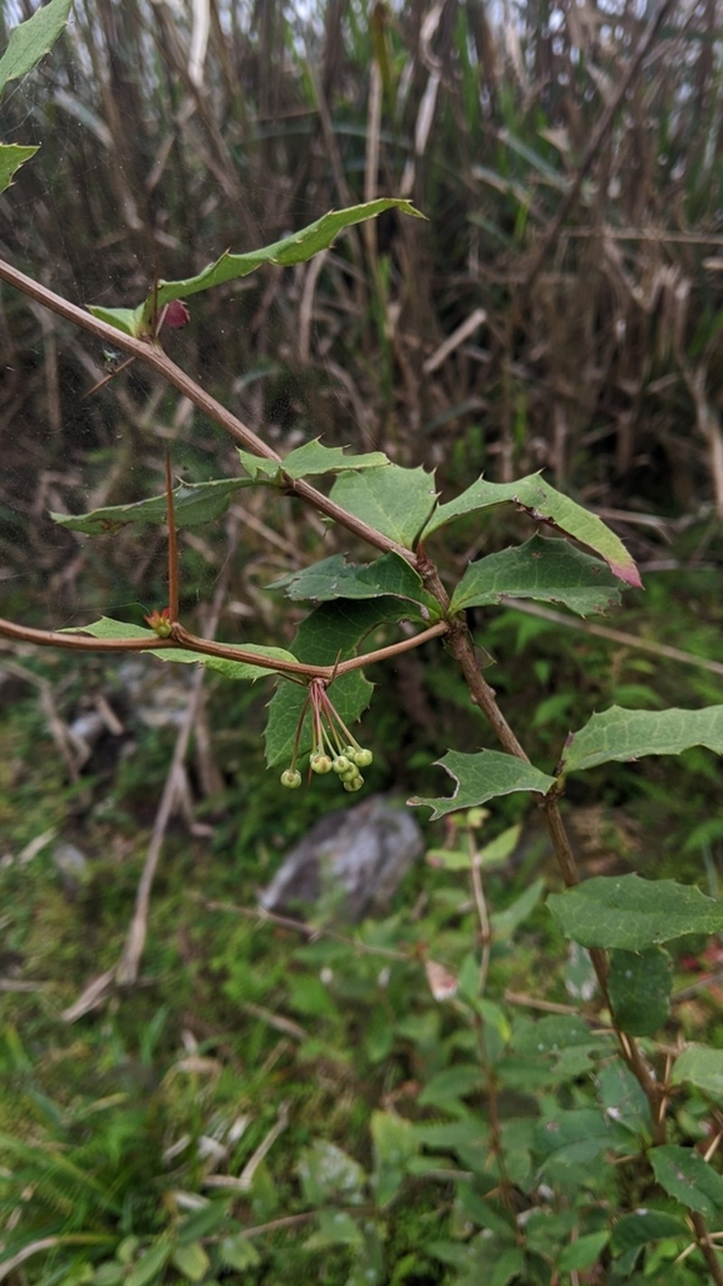 Berberis morii photo 5