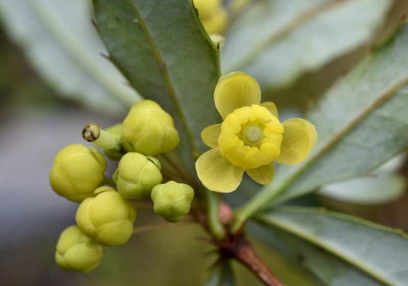 Berberis morii photo 6