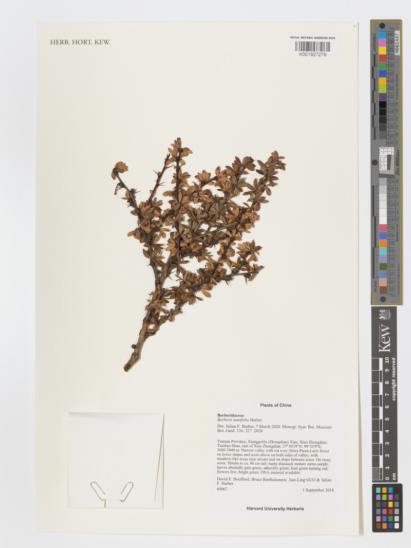 Berberis nanifolia photo 2