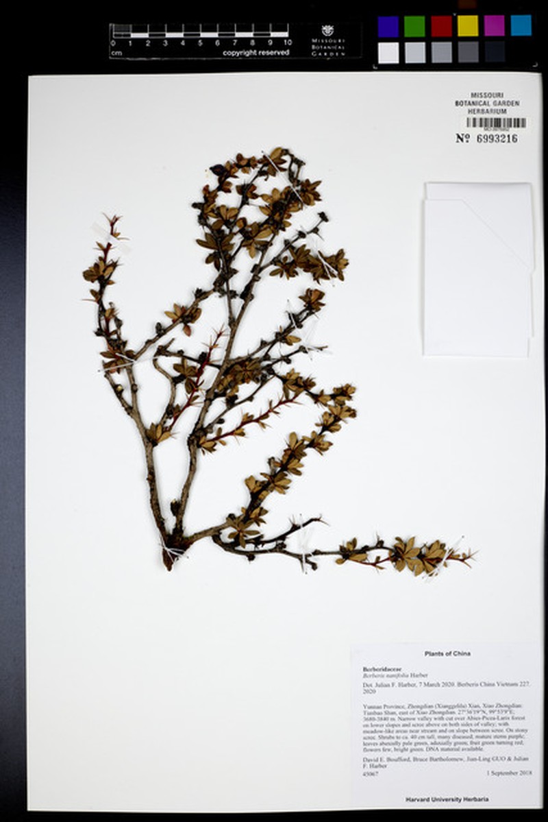 Berberis nanifolia photo 3