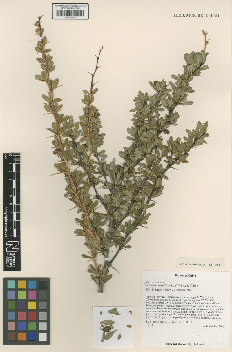 Berberis nanifolia photo 4