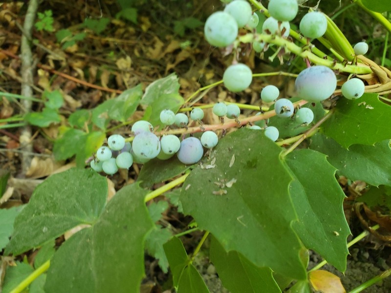 Cascade Barberry
