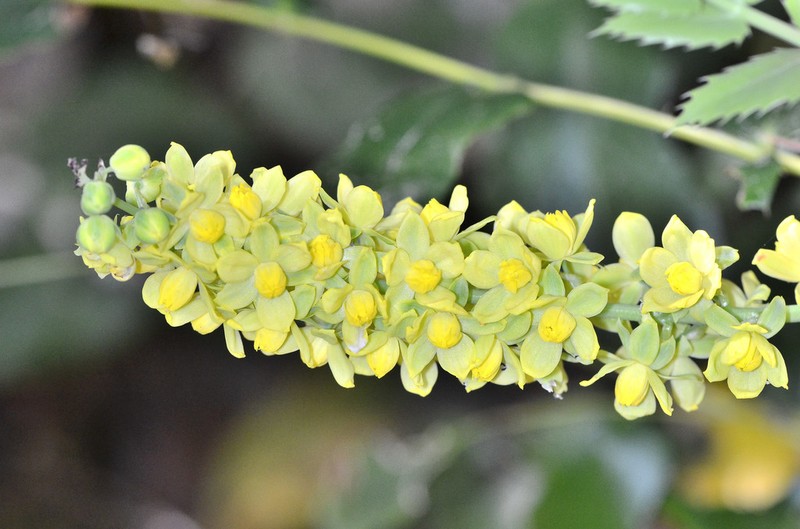 Cascade Barberry photo 2