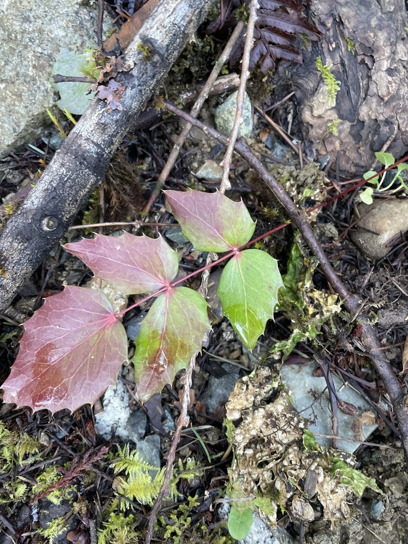 Cascade Barberry photo 3