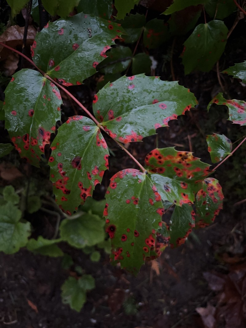 Cascade Barberry photo 4