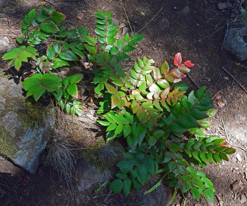 Cascade Barberry photo 5