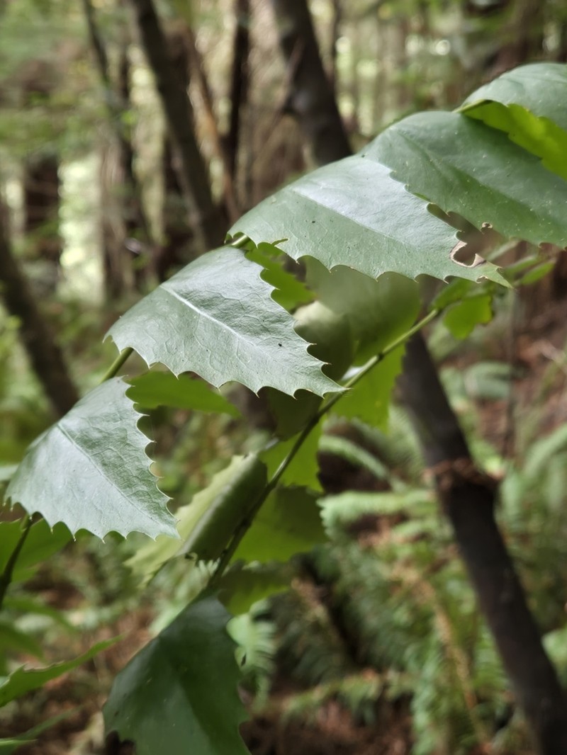 Cascade Barberry photo 7