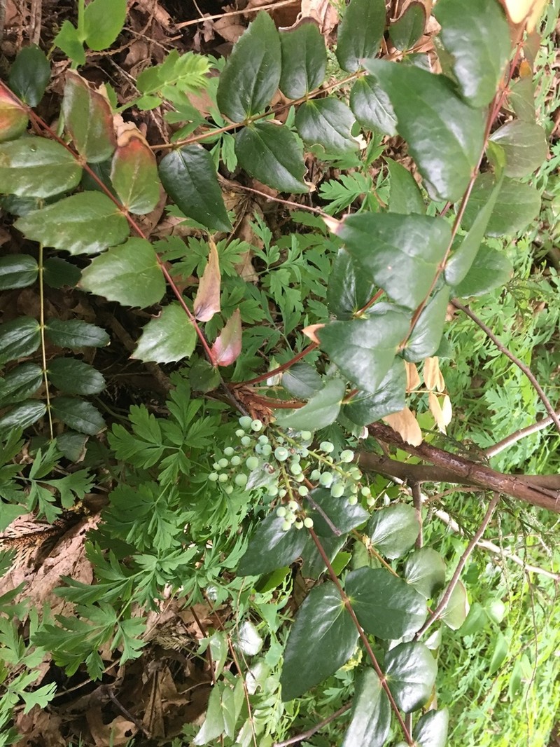 Cascade Barberry photo 8