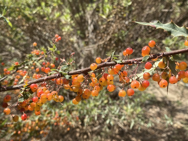 Nevin's Barberry photo 5