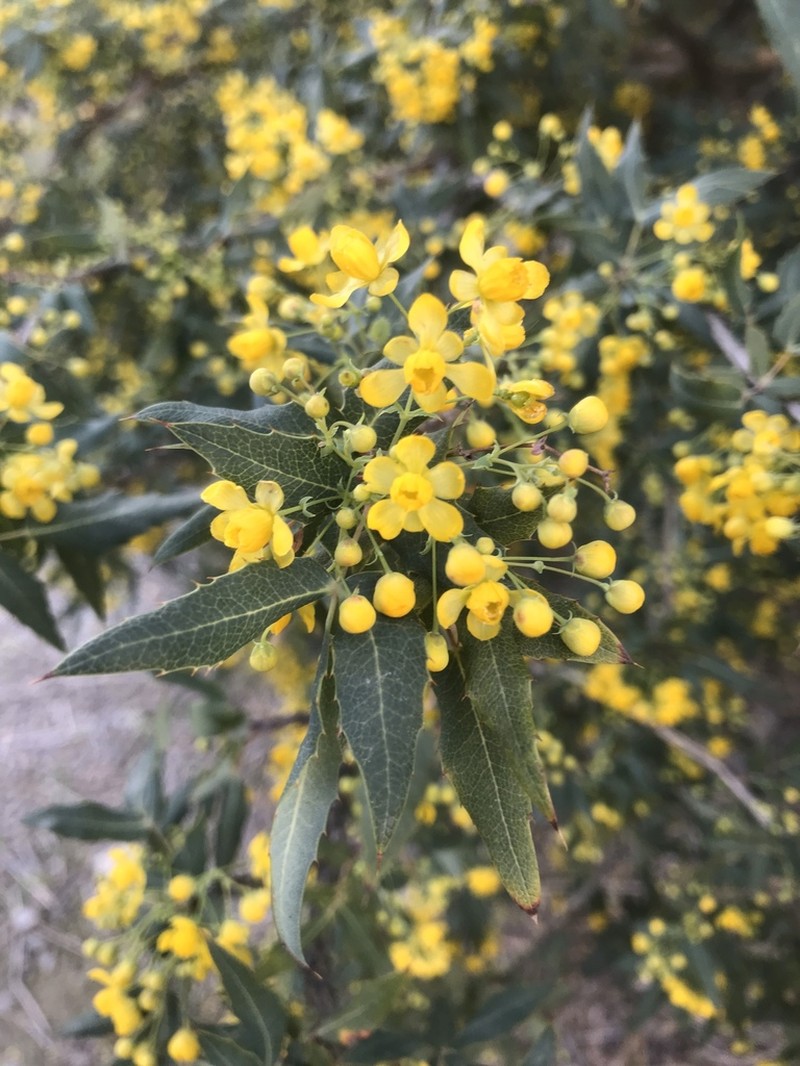 Nevin's Barberry photo 6