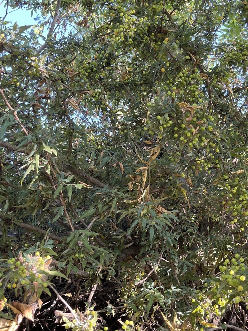Nevin's Barberry photo 7