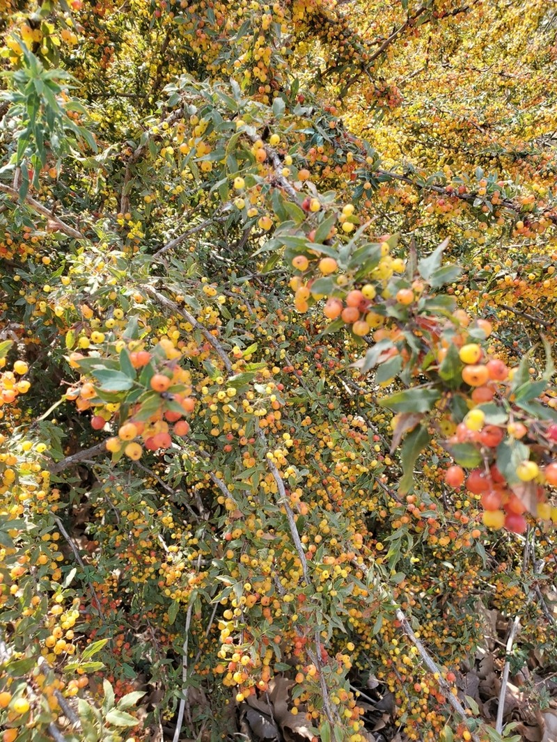 Nevin's Barberry photo 8