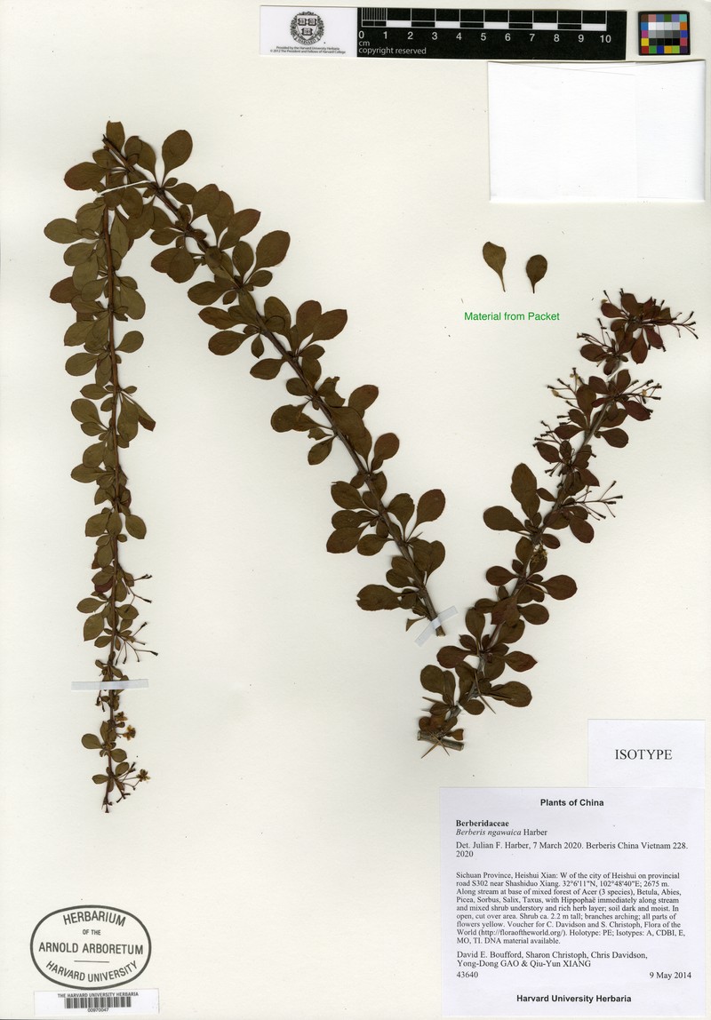 Berberis ngawaica